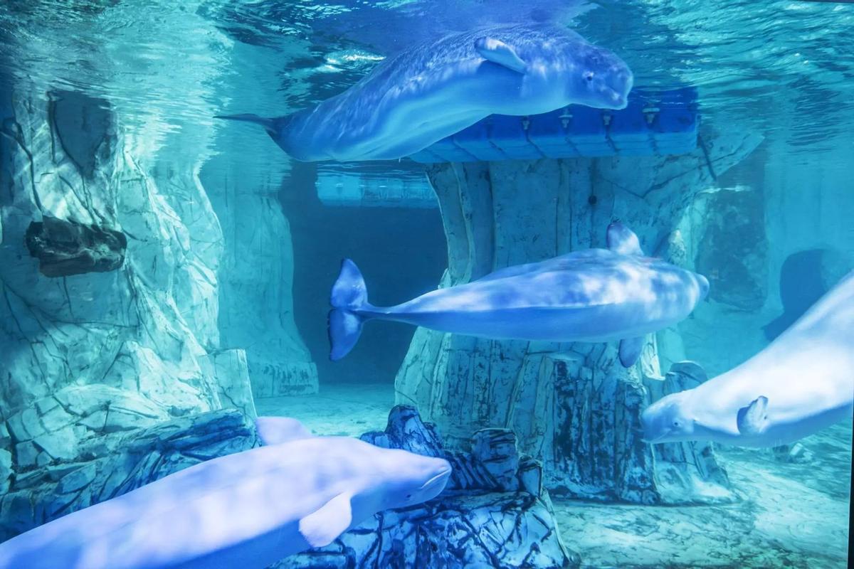 Belugas en el acuario del Oceanogràfic de Valencia