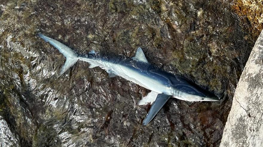 El mar arrastra el cadáver de un tiburón de 2 metros a la costa de Benissa