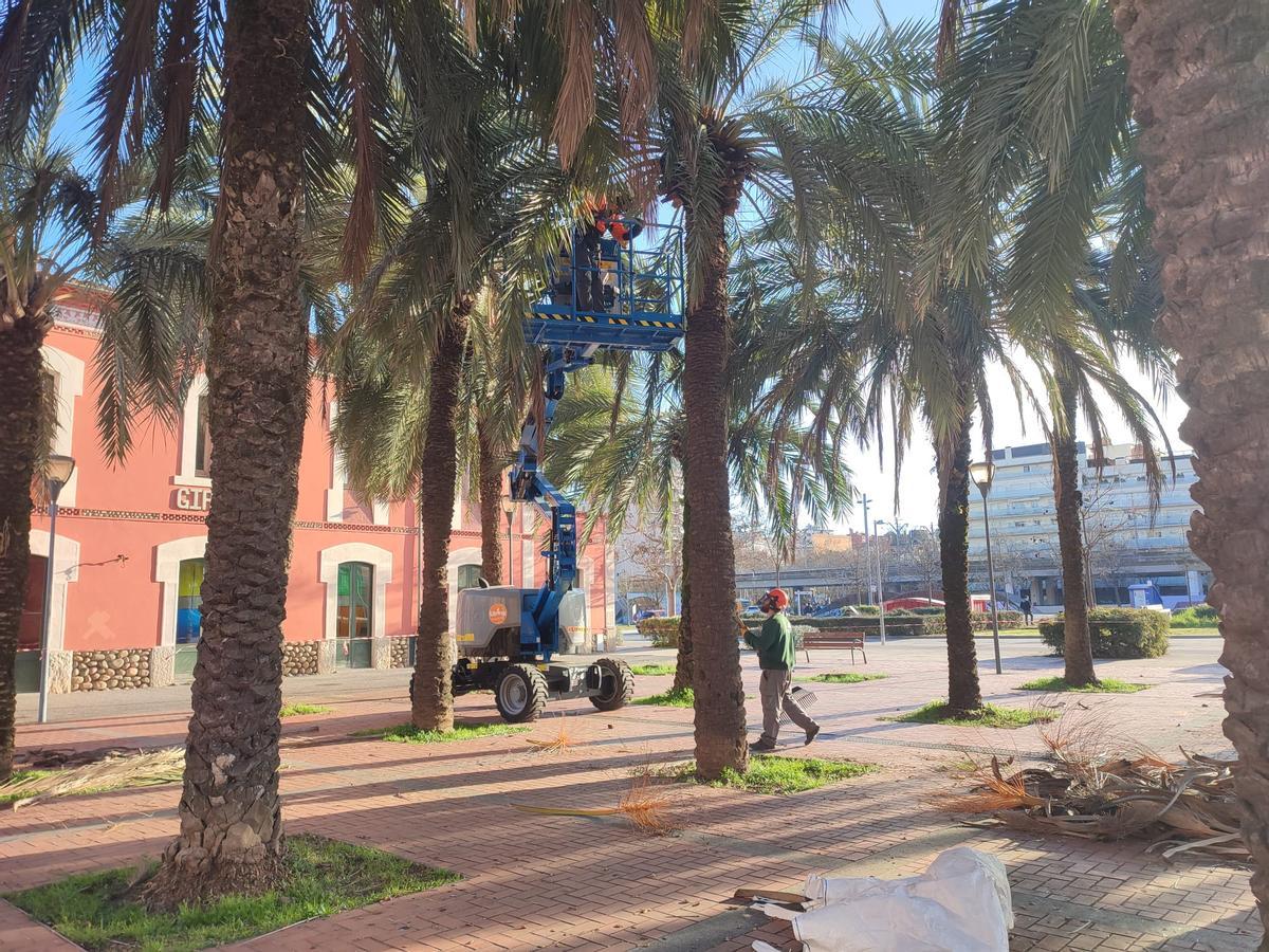 Operaris fent el manteniment de les palmeres del parc Central.