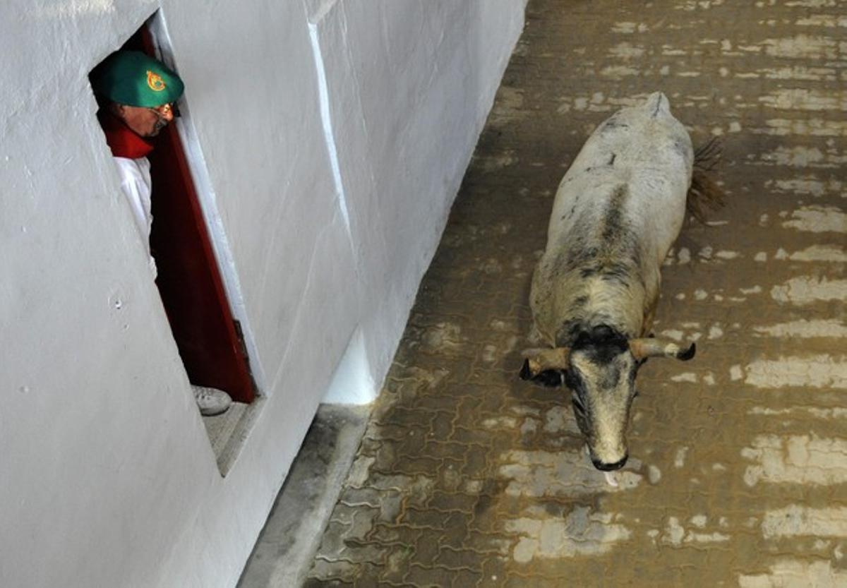 Un toro entra a la plaça davant la mirada d’un treballador.