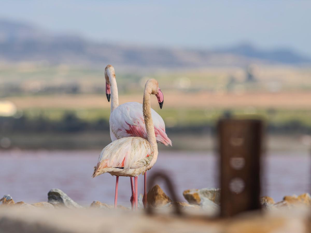 Pareja de flamencos en la laguna rosa de Torrevieja, a la que comenzaron a llegar el pasado diez de abril