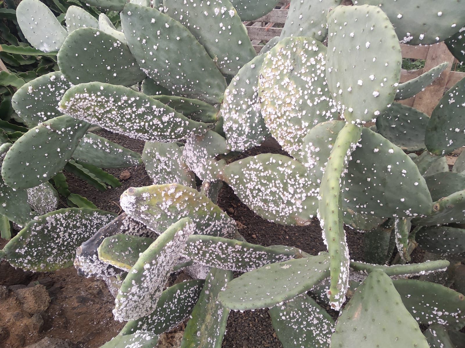 Detalle de varias pencas de tunera con una infestación visible de cochinilla mexicana
