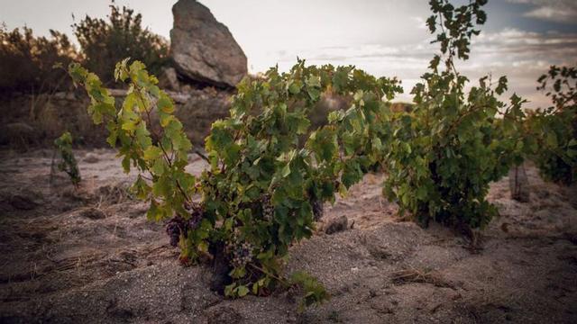 Vinyes del celler Martí Fabra.  | MARTÍ FABRA