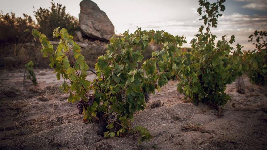 Martí Fabra, un celler clàssic encapçalat per una llarga nissaga de viticultors