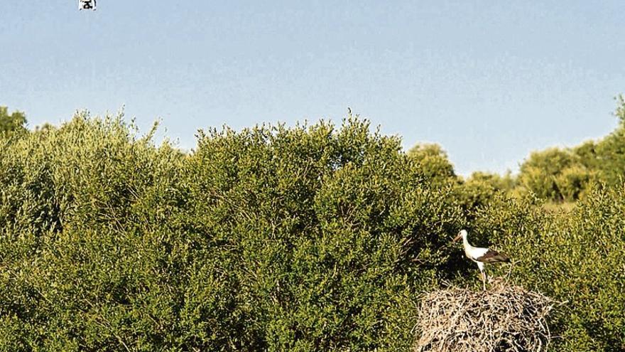 La Uex diseña un protocolo para observar aves a través de drones