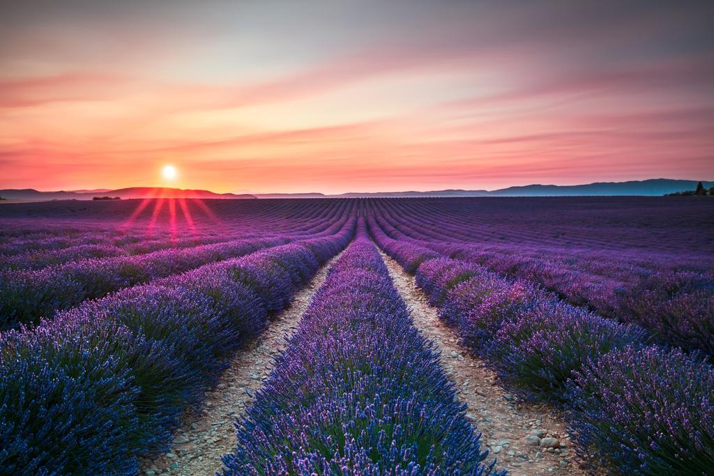 Campos de lavanda en Simiane-la-Rotonde.