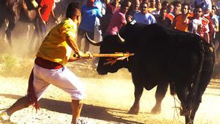 El Tribunal Superior de Castilla y León prohíbe celebrar el Toro de la Vega si se le hiere