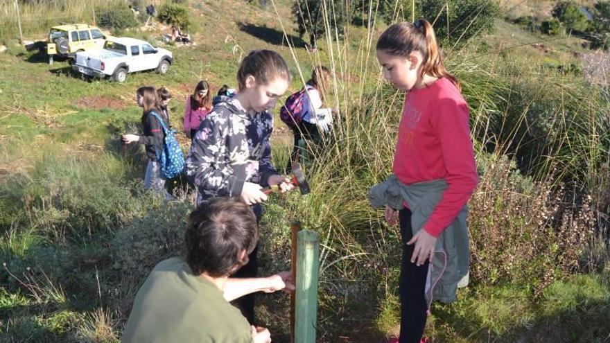 Reforestación de Son Barbassa