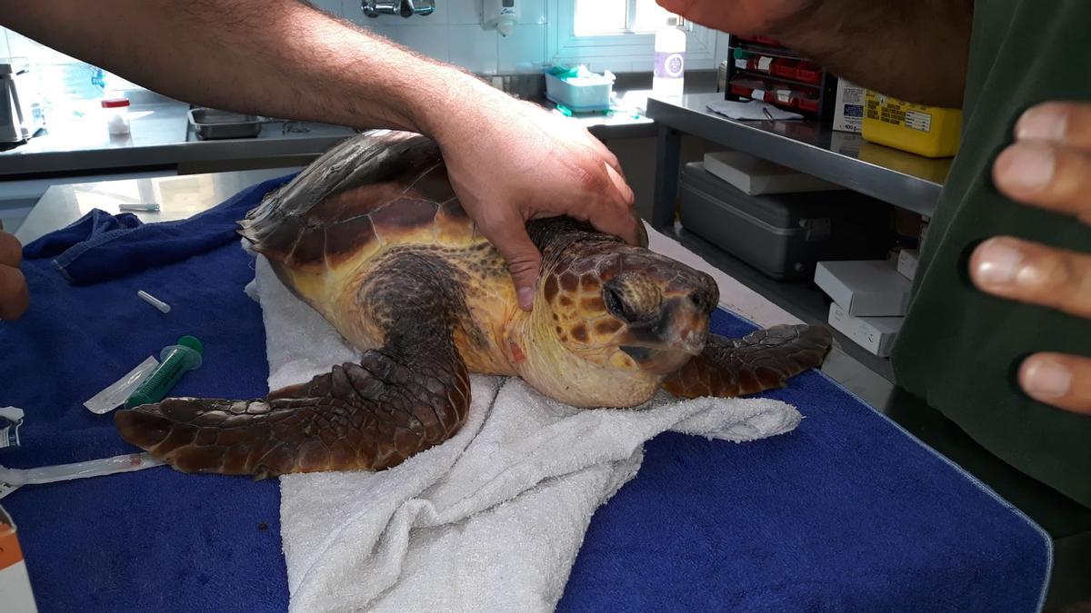 Tortuga hallada en San Cristóbal con debilidad extrema y problemas para respirar