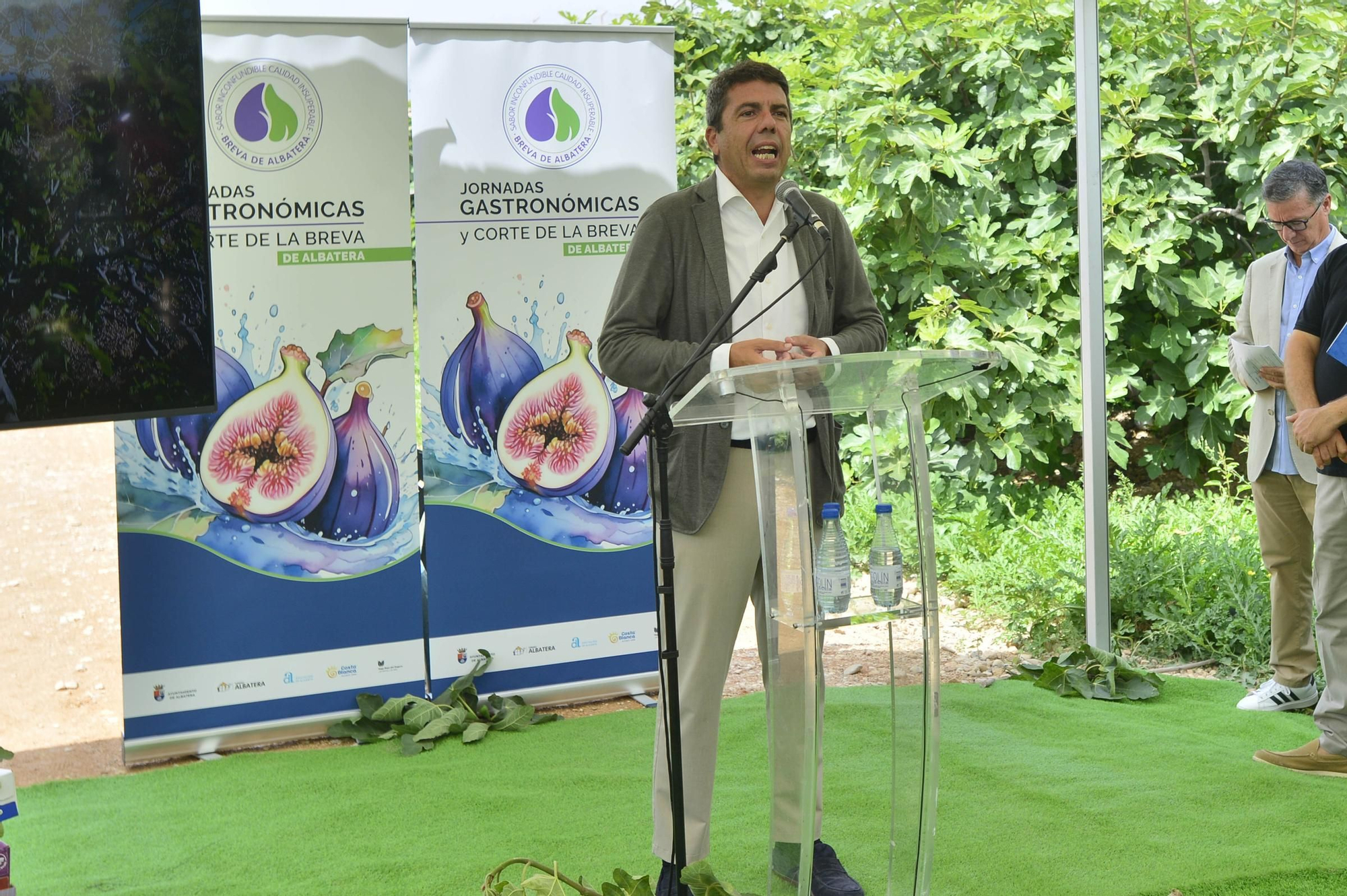 Acto simbólico del arranque de la campaña de breva colar de Albatera