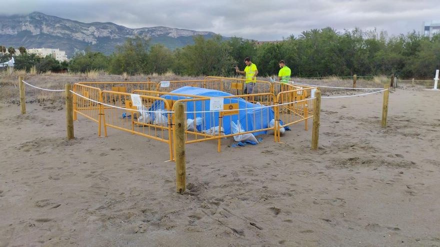 Y ahora el segundo prodigio: que las tortuguitas rompan el cascarón en Dénia