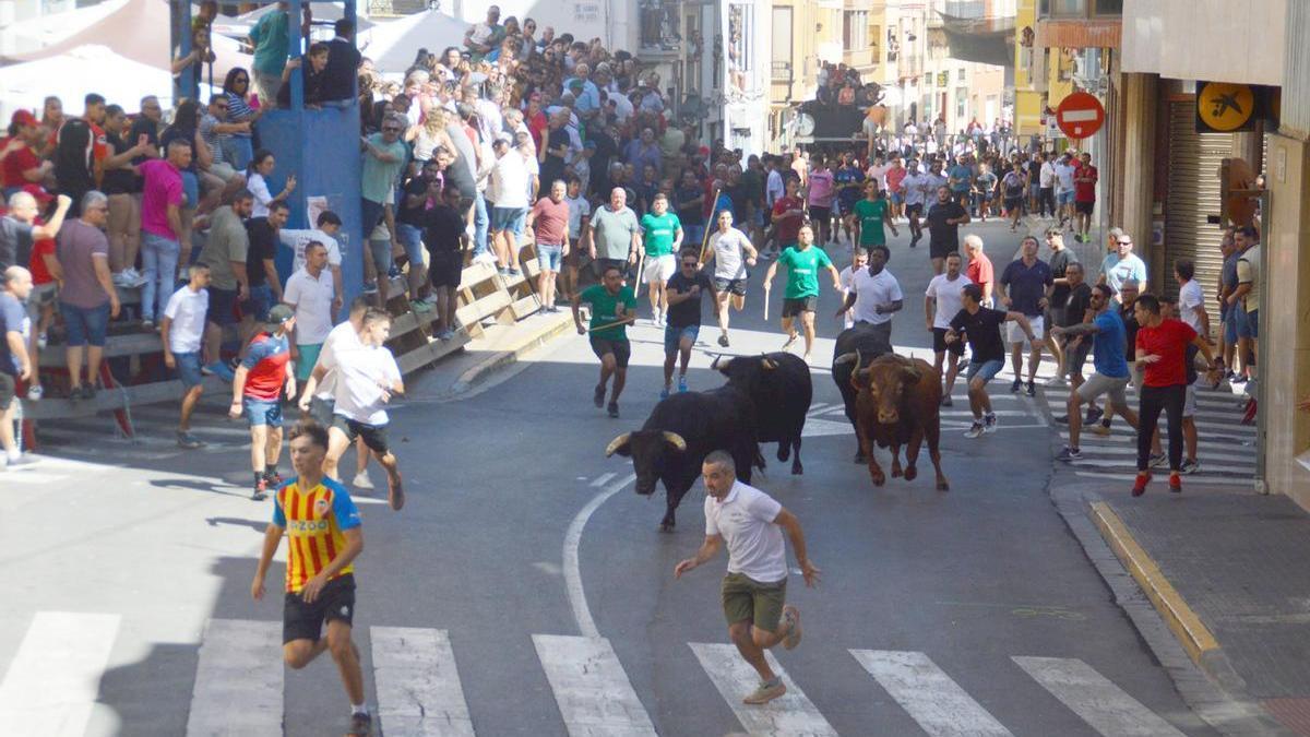 Las fiestas del Cristo de l’Alcora ganan músculo taurino con 18 toros cerriles