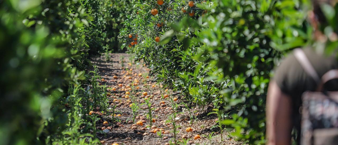 Una explotación agrícola de la comarca de la Vega Baja con naranjas por los suelos.