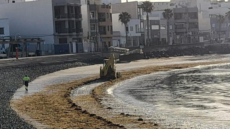 Reaparecen kilos de algas en playa de Arinaga y lo mejor, pueden reutilizarse