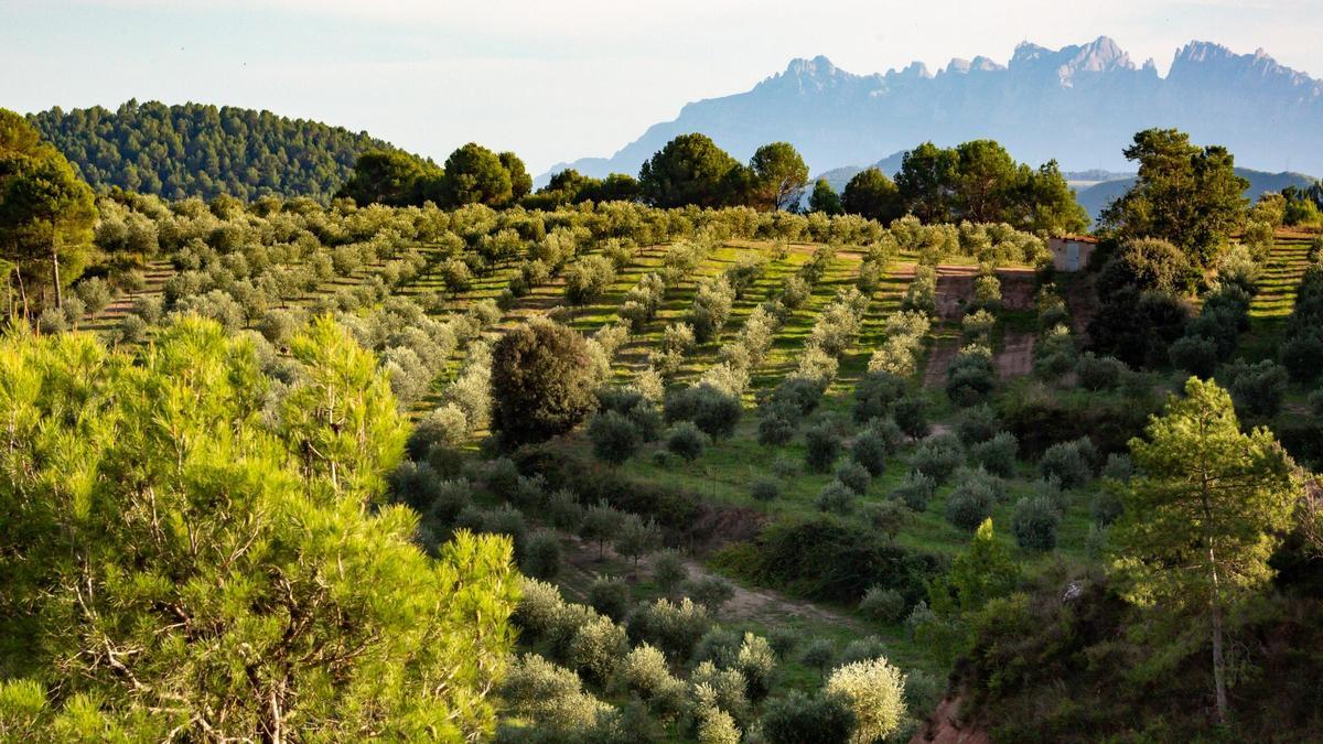 Oliveres d'Oli Migjorn