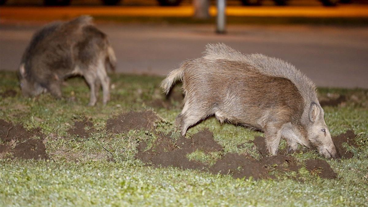 Tres jabalíes se pasean a medianoche por el barrio de Mirasol, en Sant Cugat del Vallès.