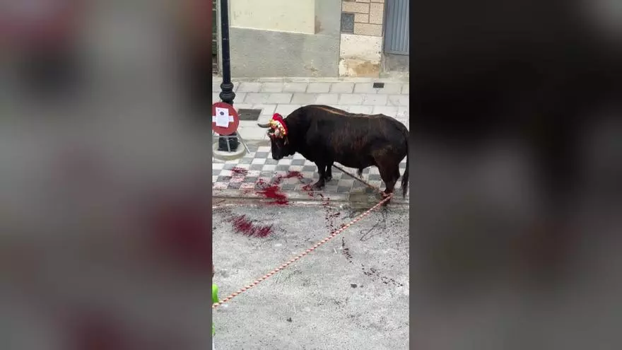 Un toro se parte el cuerno en un festejo taurino en Godelleta