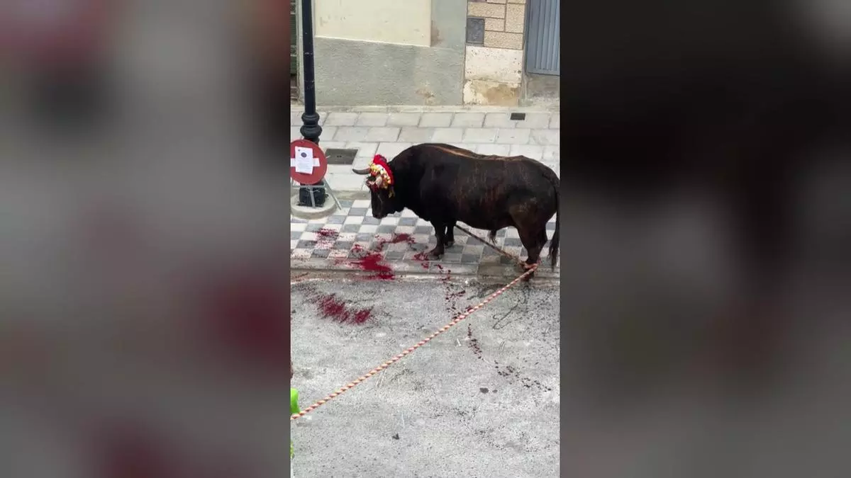 Un toro en cuerda se parte el pitón y sangra en las fiestas de Godelleta