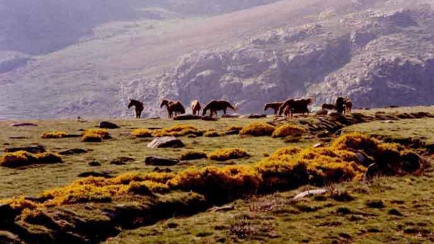 Un grupo de caballos pasta en la Sierra de Porto, el término más extenso del Parque Natural.