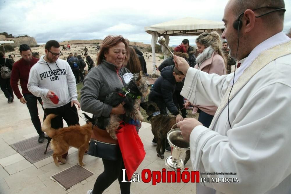 Jornada especial por San Antón en la Fortaleza del Sol de Lorca