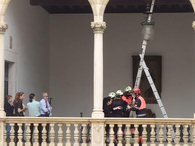 FOTOS | Rescate de un vencejo atrapado en una lámpara en la Audiencia de Palma