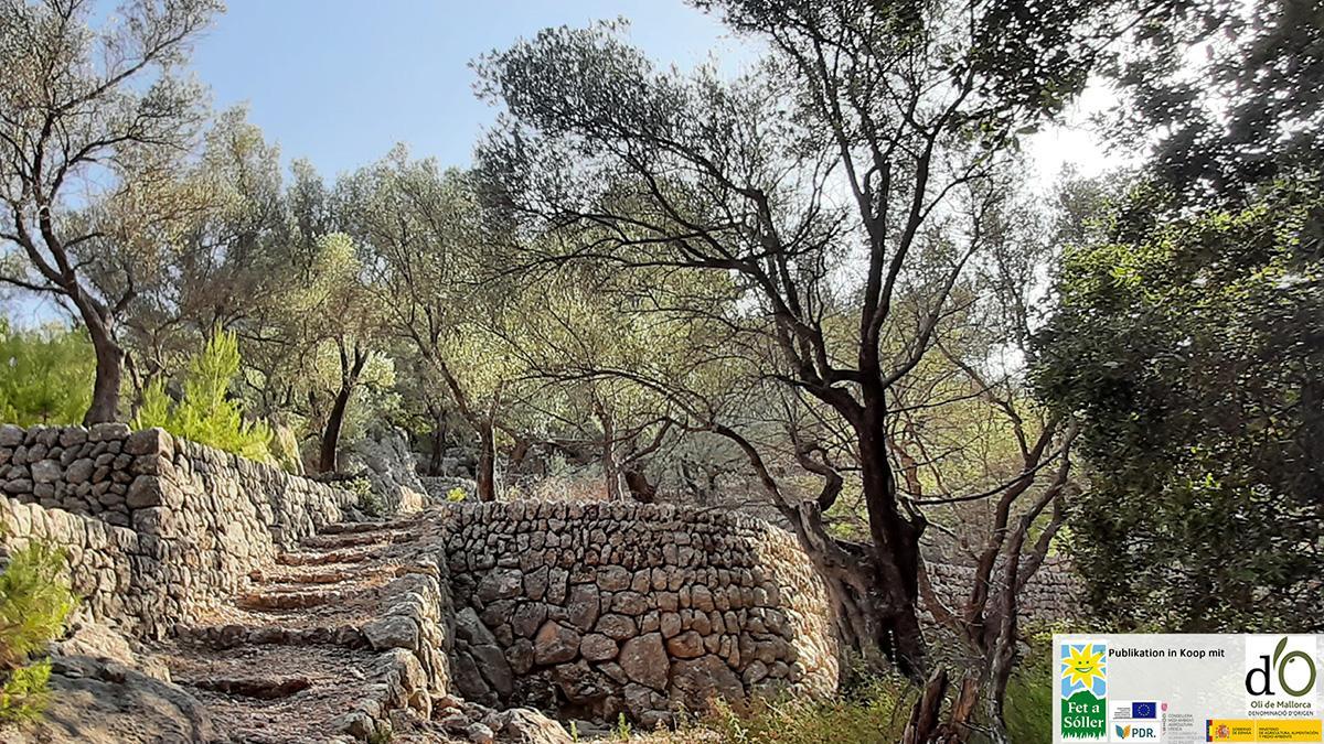 Trockensteinmauern auf Mallorca