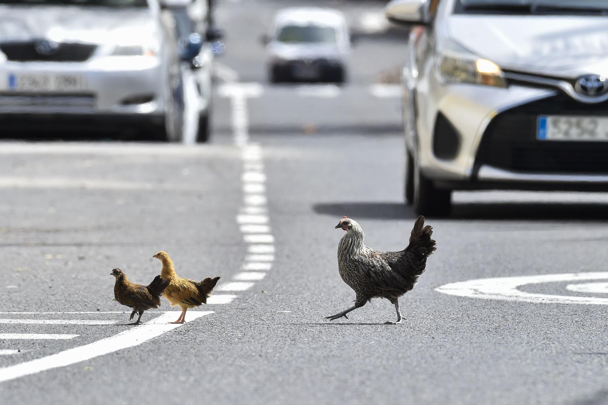 Colonia de gallos y gallinas sueltas por las calles de Salto del Negro