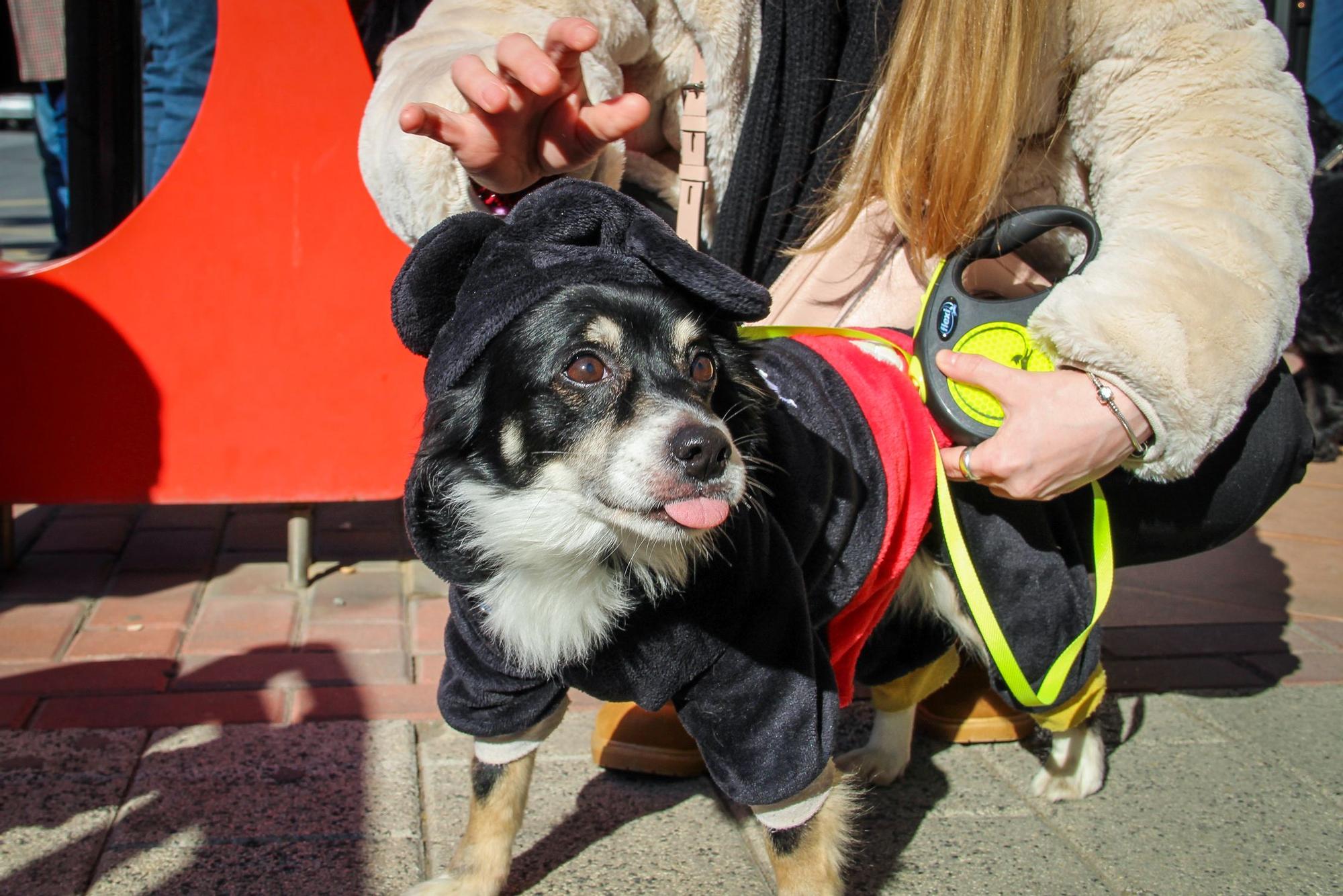 Las mascotas reciben su bendición por San Antón en Murcia (I)