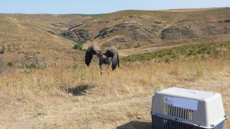 El buitre leonado emprende el vuelo en el momento de su liberación.