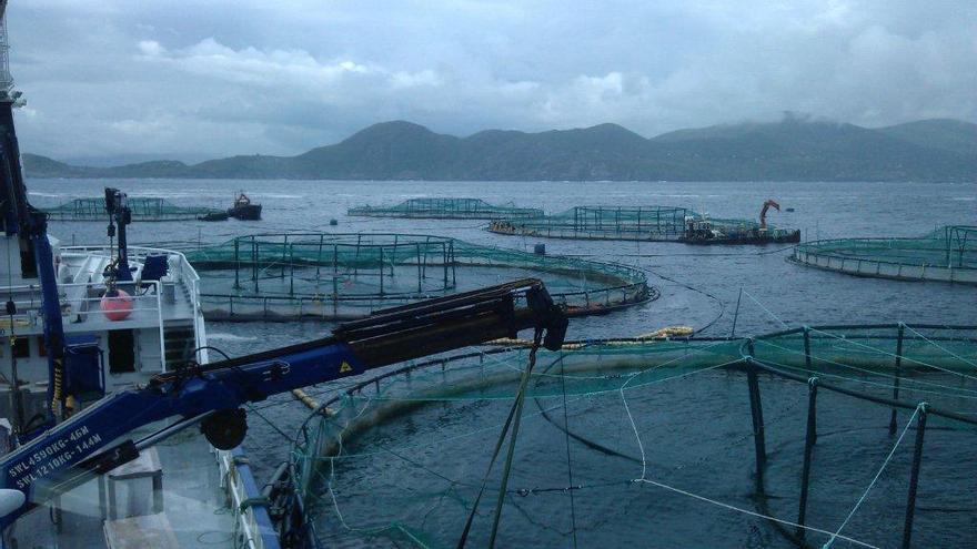 Granja de salmón de Marine Harvest en Irlanda