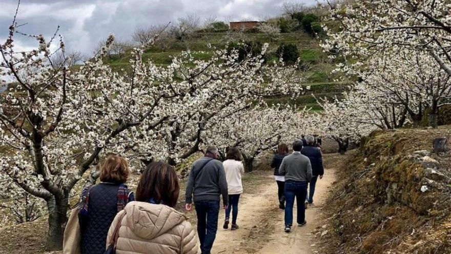 La floración de los cerezos del Jerte alcanzará su máximo esplendor esta semana