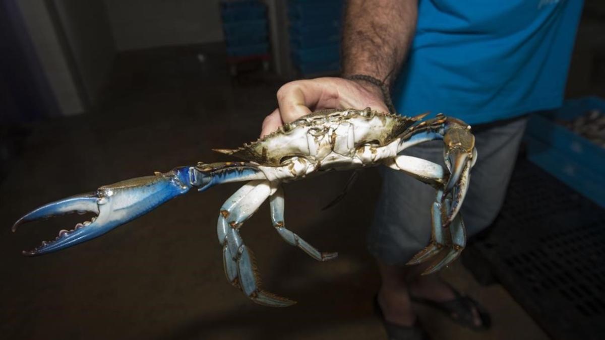 Un ejemplar del cangrejo azul americano, en la lonja de La Ràpita.