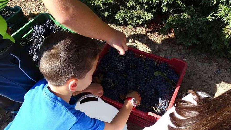 Uno de los niños recolecta uvas en la actividad del Museo del Vino.