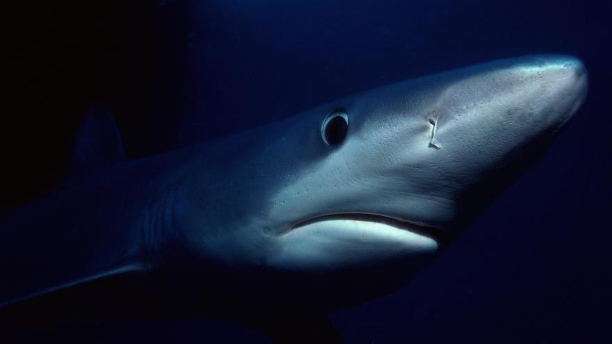 Blauhaie vor Mallorca: Bedroht und nicht bedrohlich