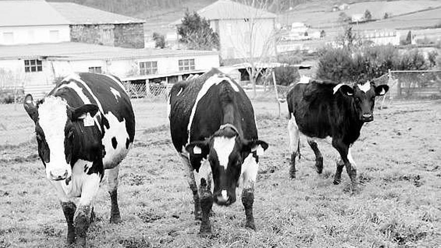 Vacas de leche en una ganadería de Navia.