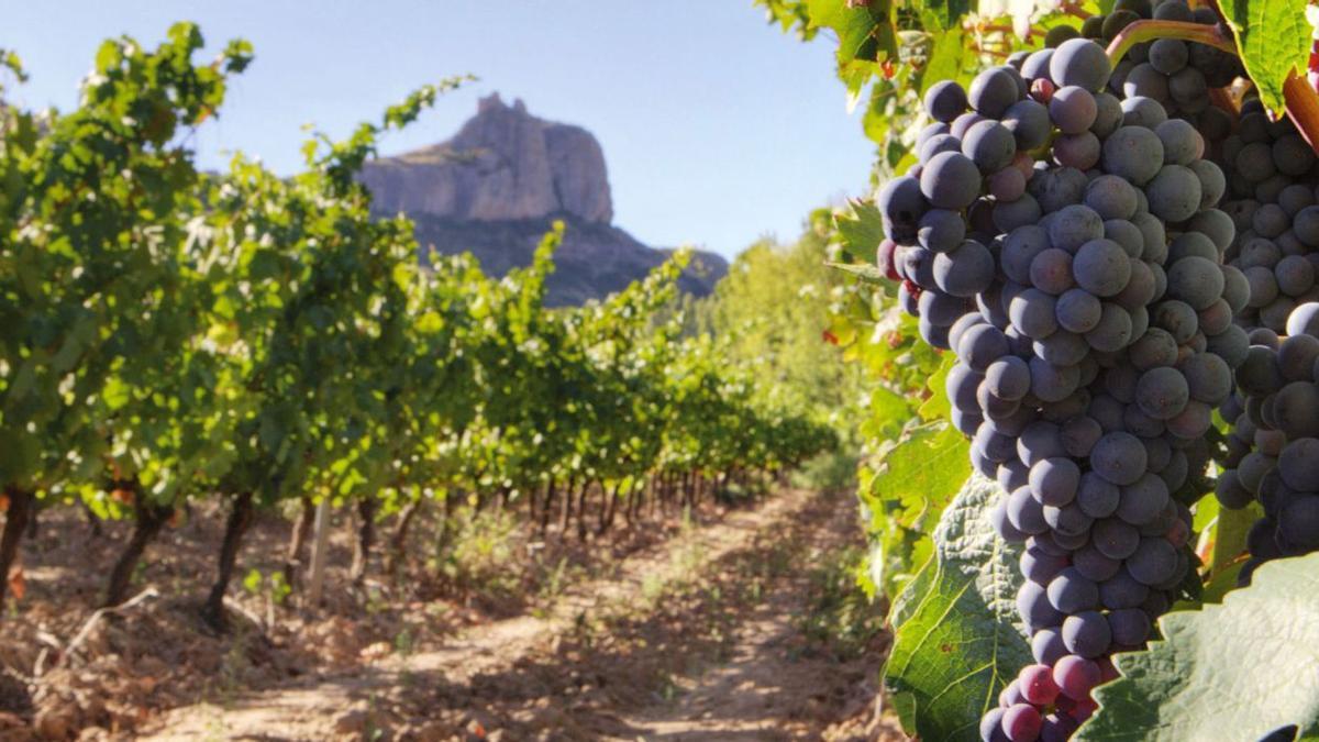 Cultivos de viña en Canarias.
