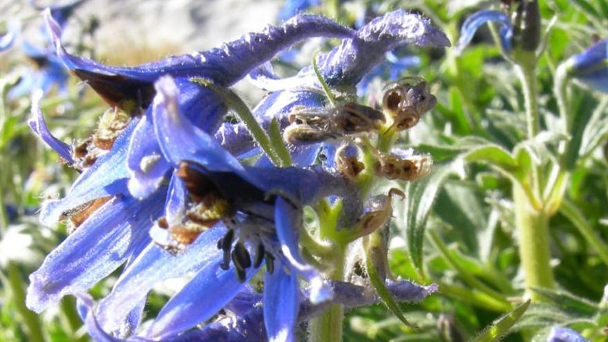 Descoberta al Parc Natural del Cadí-Moixeró una nova població d&#039;una planta amenaçada