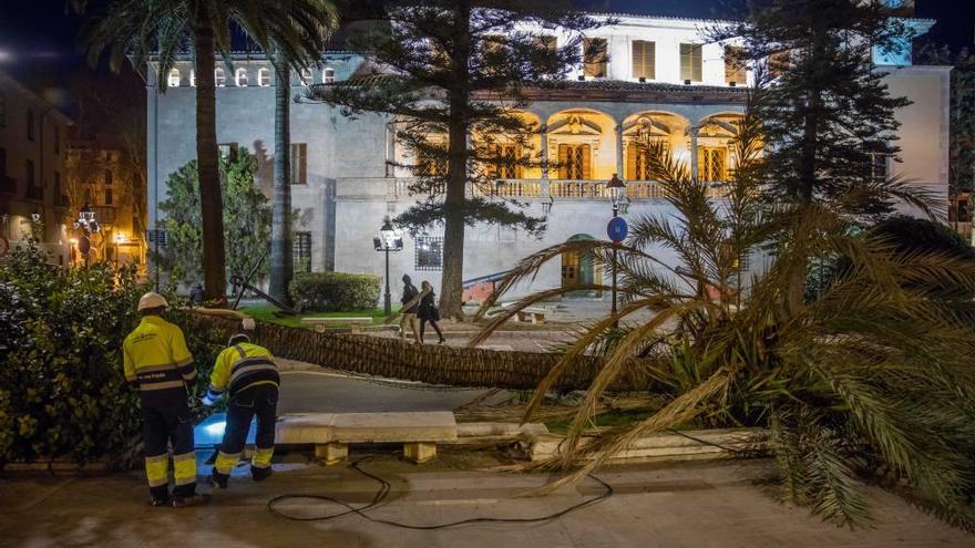 El fuerte viento derriba cinco grandes palmeras en el Passeig Sagrera de Palma