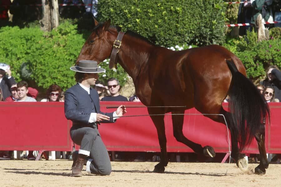 Caballos en el Alcázar