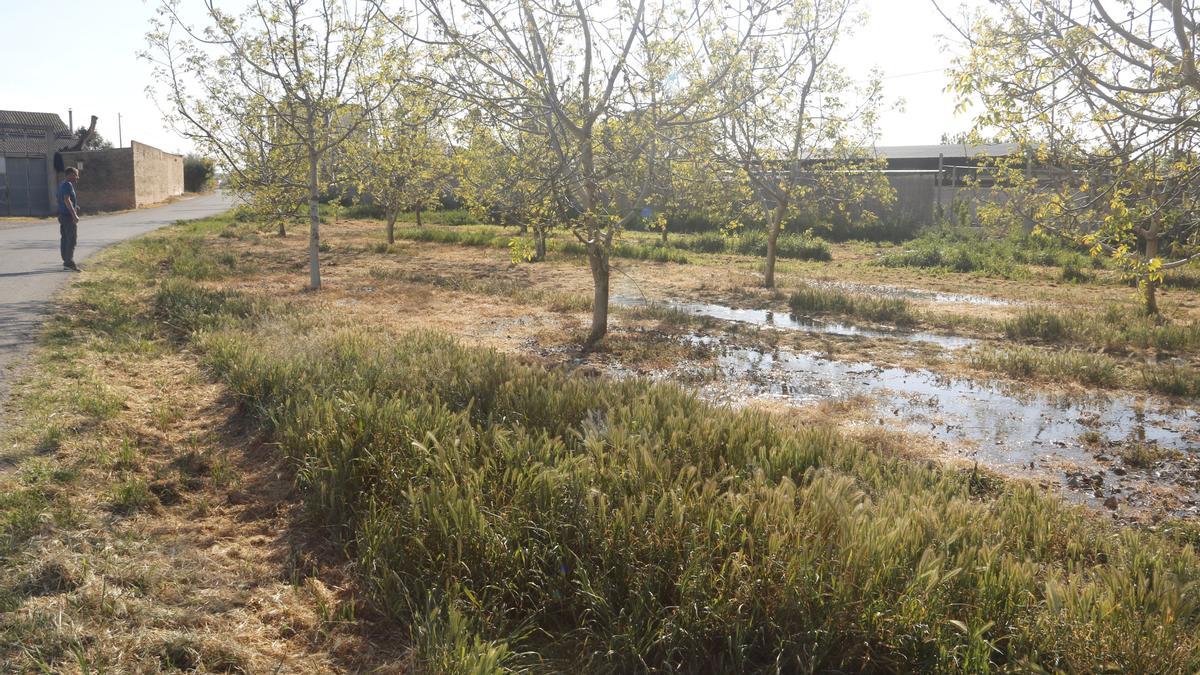 Un agricultor, en una finca de nogales regada con agua del Canal d'Urgell.