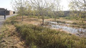 Un agricultor, en una finca de nogales regada con agua del Canal d’Urgell.