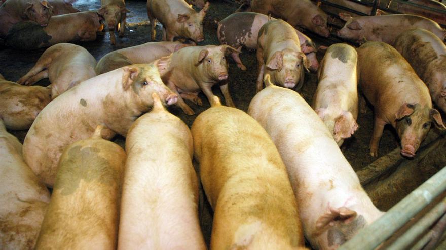 Lonja de Zamora: Buena semana para los ganaderos de porcino