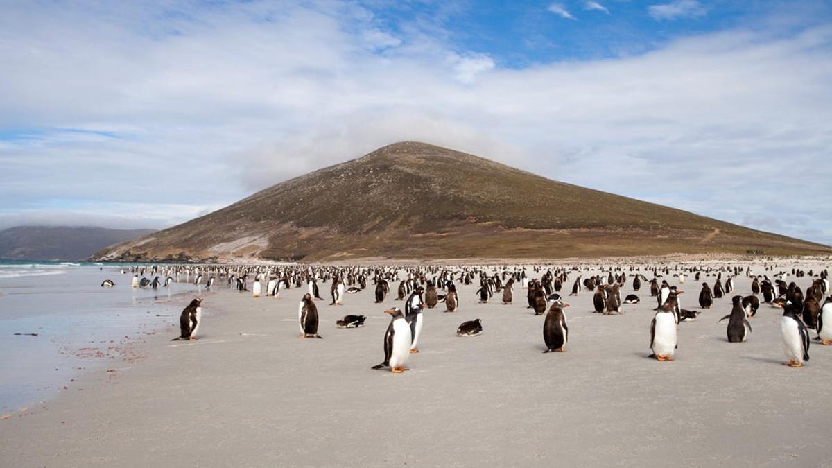 Pingüino Gentú, en islas subantárticas