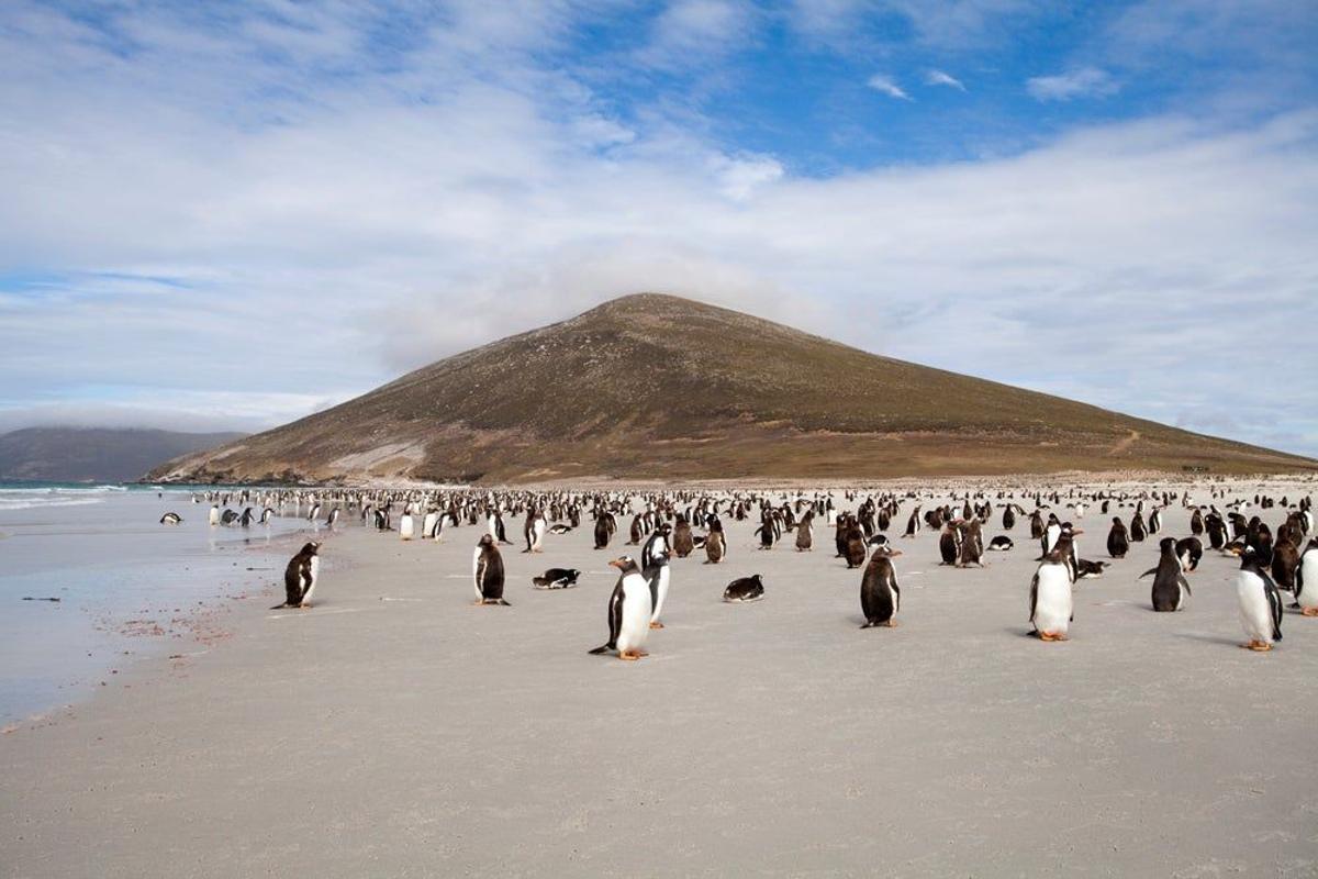 Pingüino Gentú, en islas subantárticas