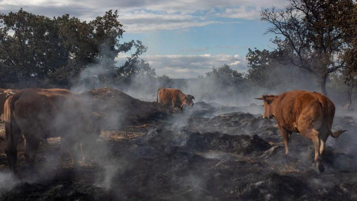 Vacas en las zonas calcinadas por los incendios.