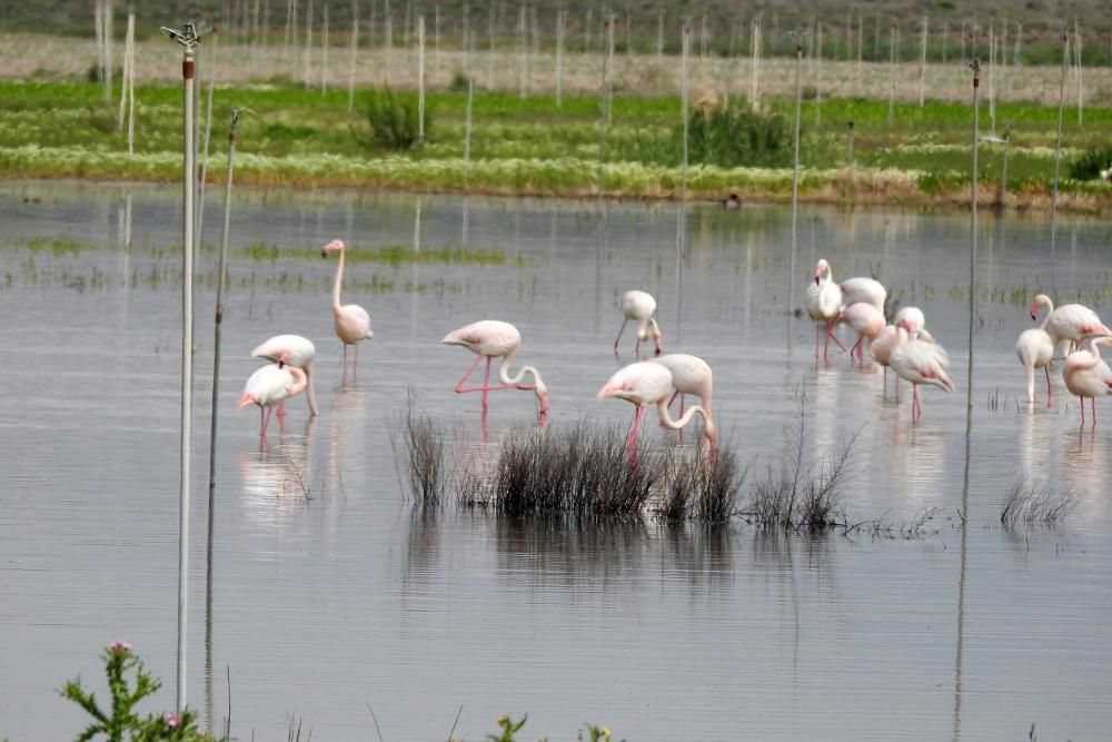 Flamencos y todo tipo de aves en la Laguna de Villena