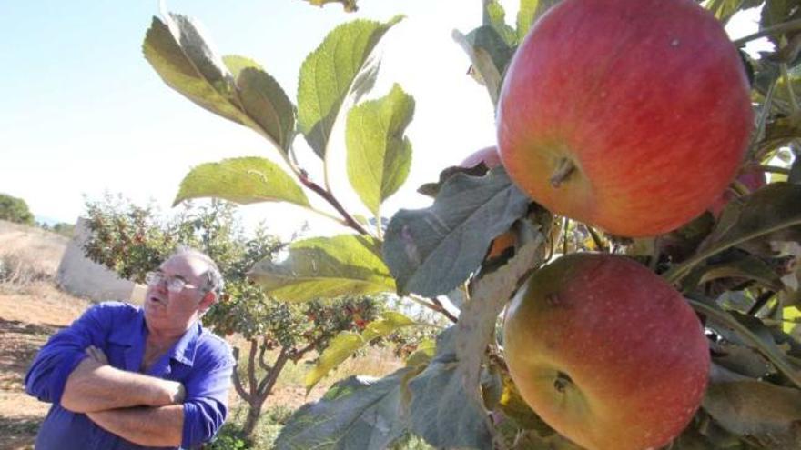 Vicente Gimeno muestra la manzana roja de Benejama en la última finca donde se cultiva.