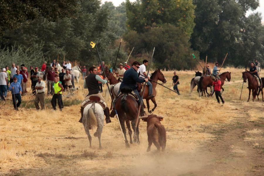 Encierro en San Miguel de la Ribera