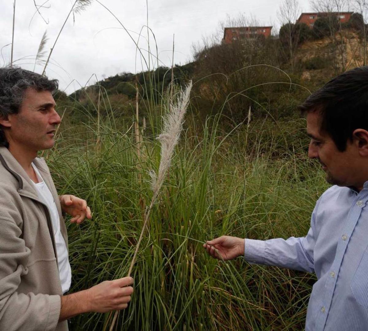 Los plumeros expulsan a las aves