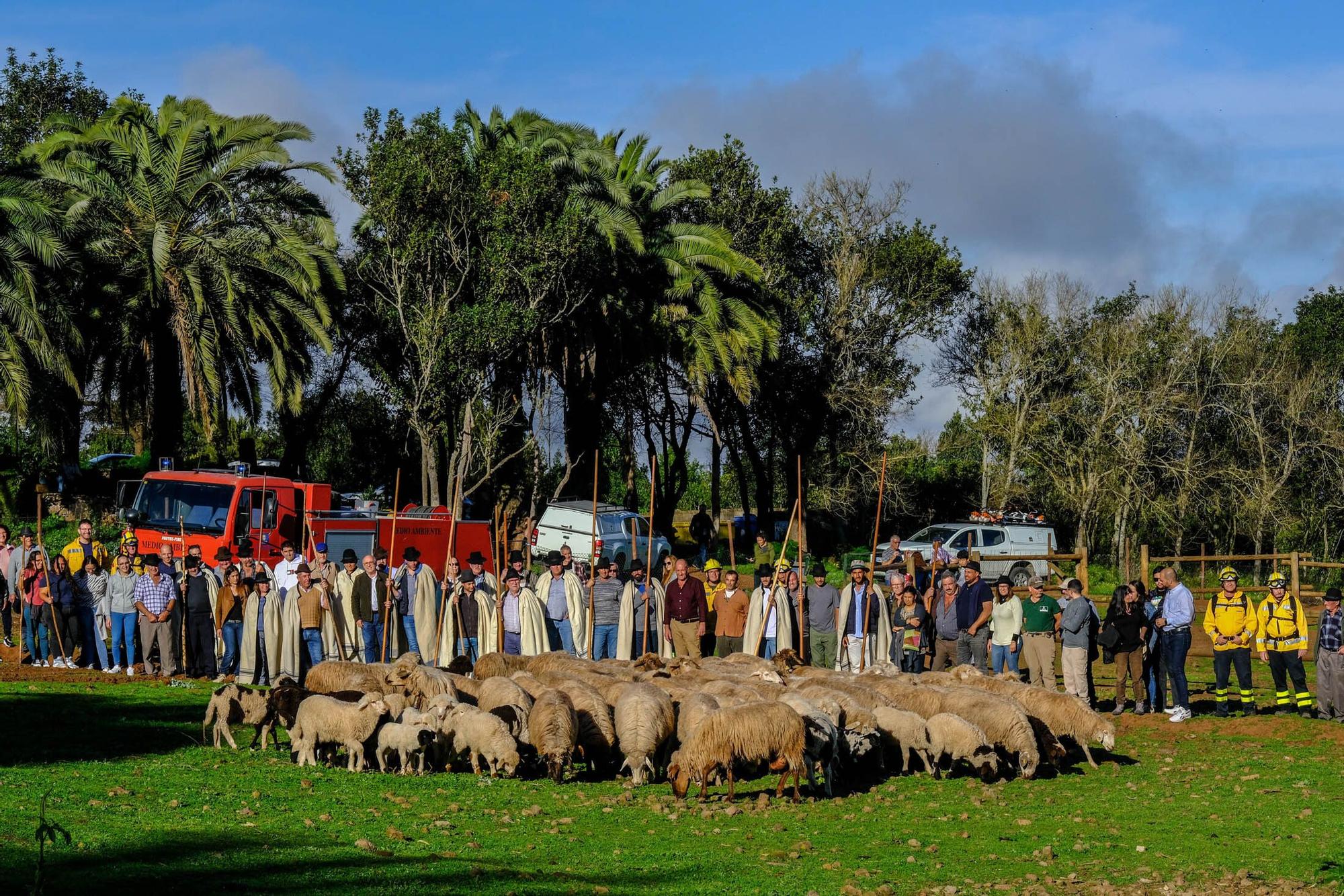 Pastoreo con ovejas 'bombero' para prevenir incendios en Gran Canaria